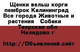 Щенки вельш корги пемброк Калининград - Все города Животные и растения » Собаки   . Тверская обл.,Нелидово г.